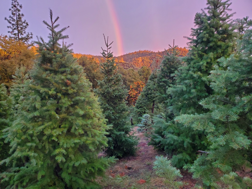 TableTop Christmas Tree Farms