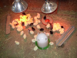 Wolverton -chicks