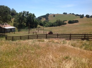 Looking out at the meadow
