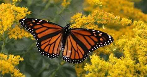 Monarch Essentials, LLC Maggie & Bill Whitesides