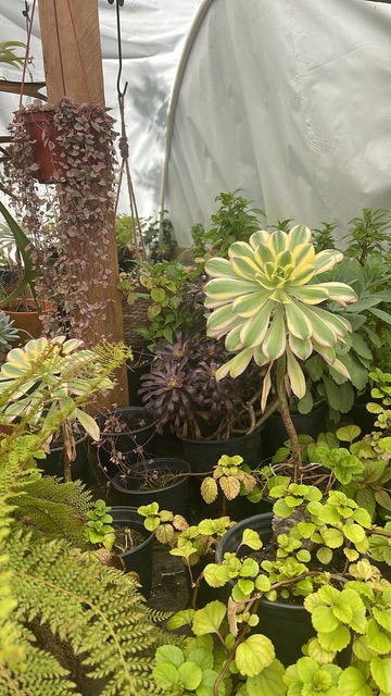 Sonora’s Green Acre