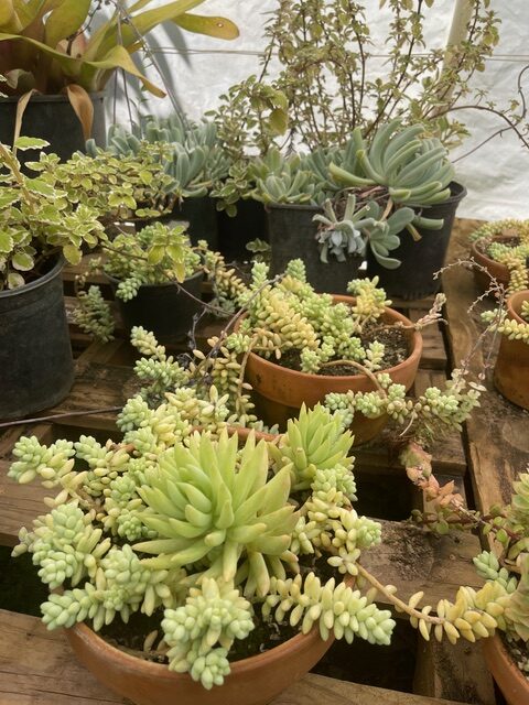 Sonora’s Green Acre